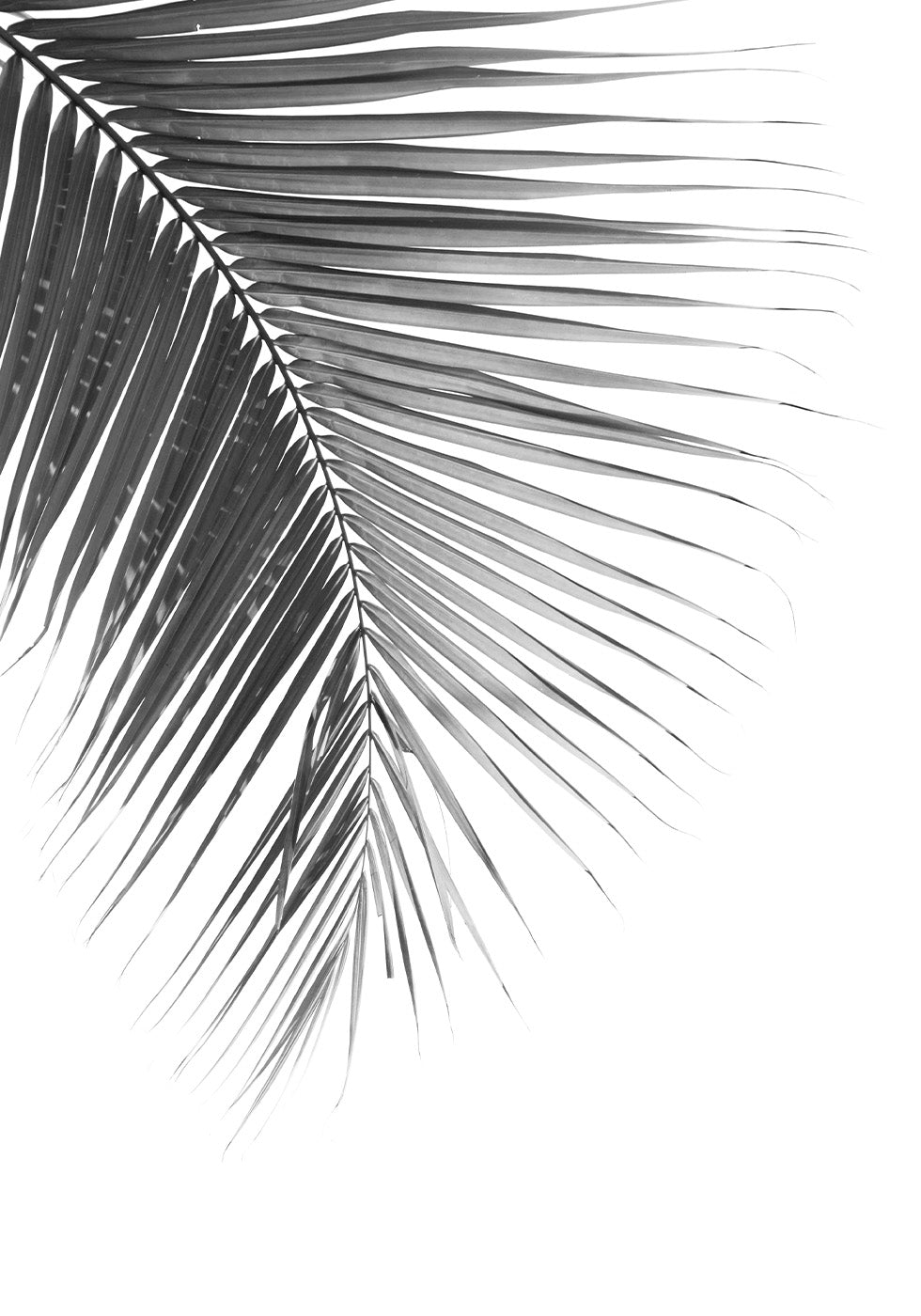 Elegant Palm Leaf Poster