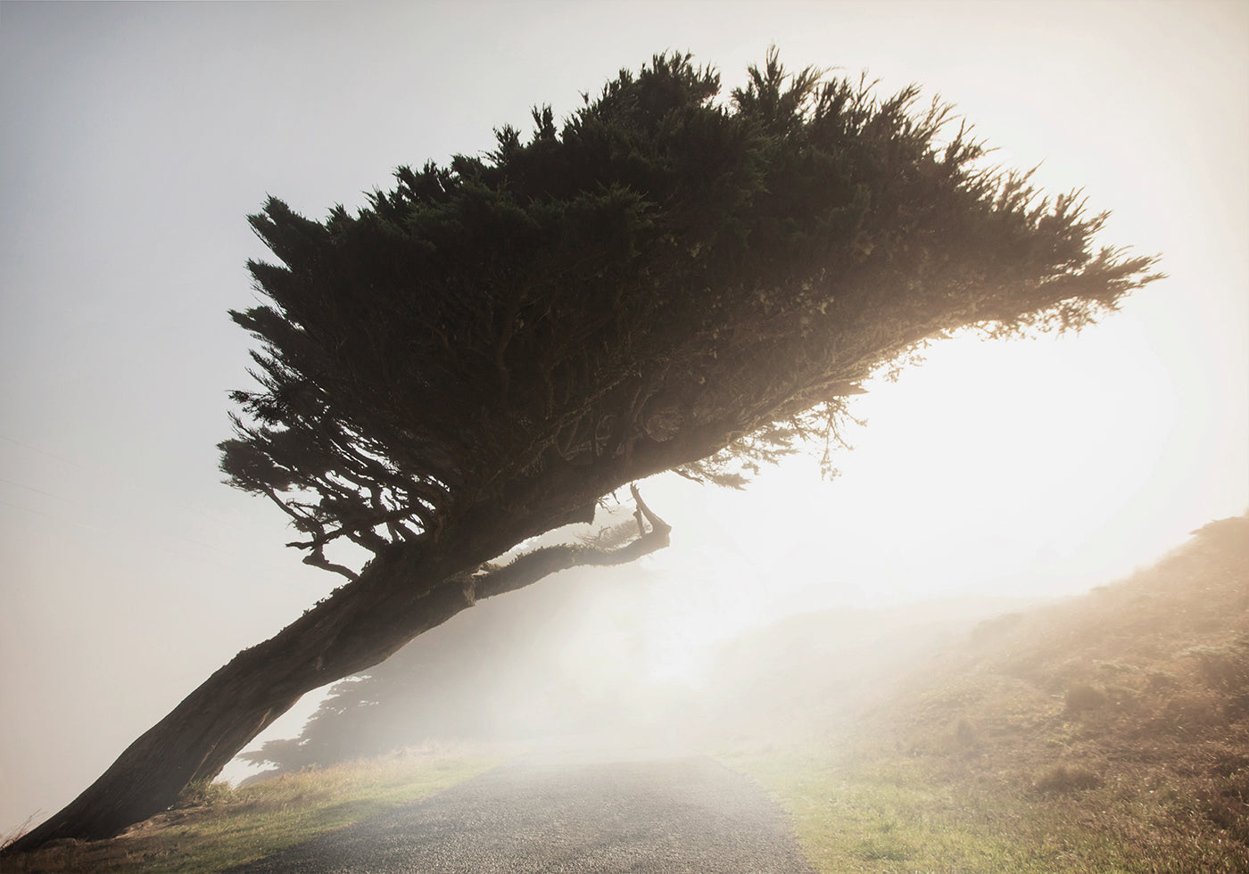 Poster Gekippter Baum 