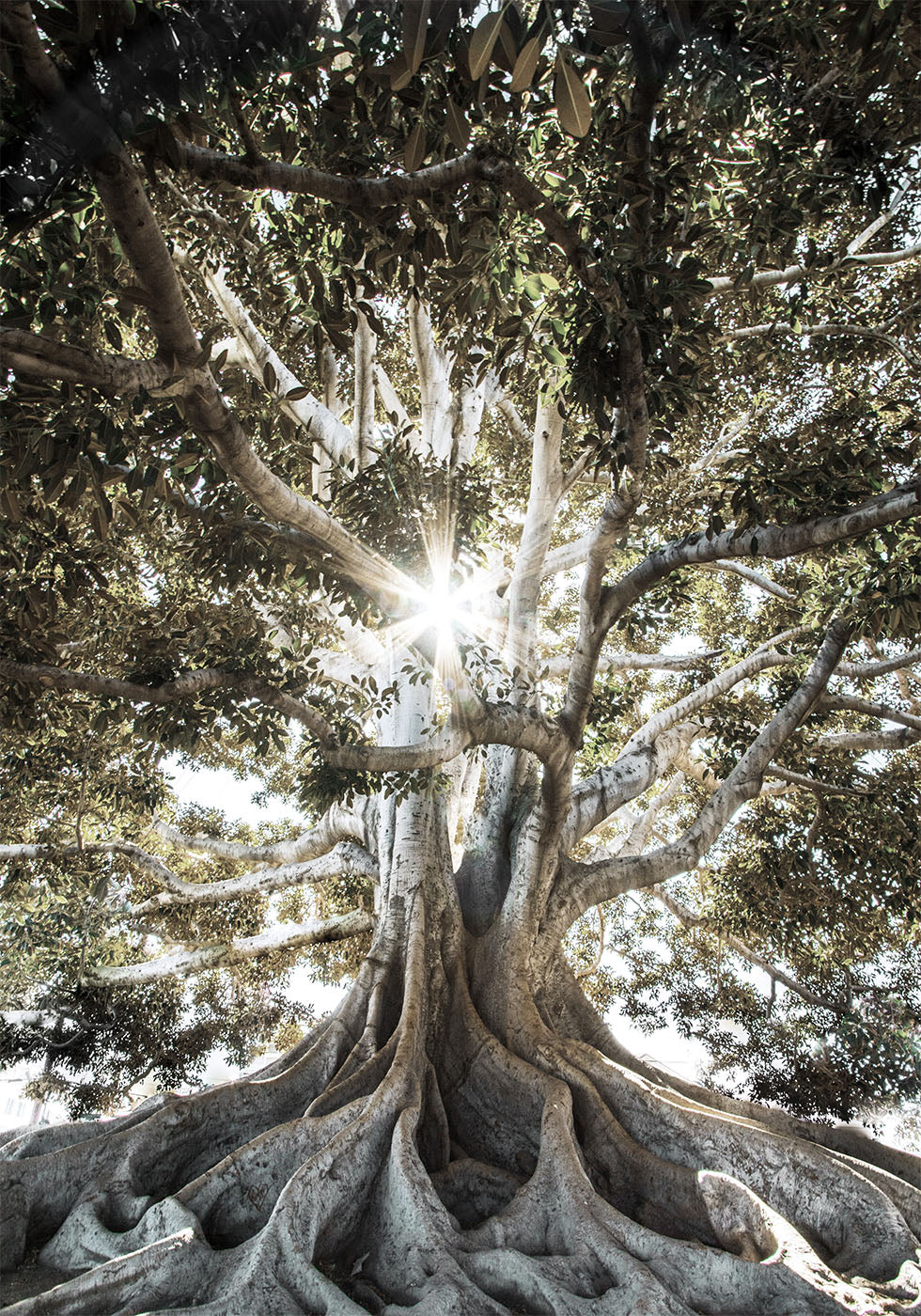 Poster Baum mit großen Wurzeln 